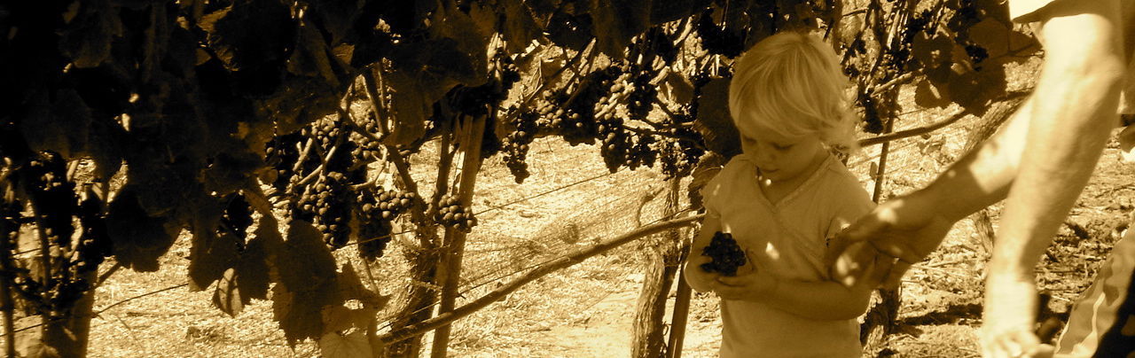 Transcend Wines